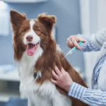 Long-Term Pet Wellness Through Vaccination and Preventive Care
