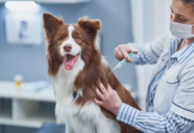 Long-Term Pet Wellness Through Vaccination and Preventive Care